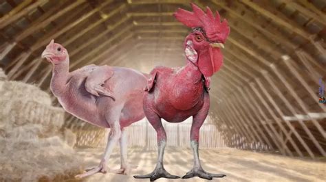 featherless chicken breed|Featherless chicken creates a flap